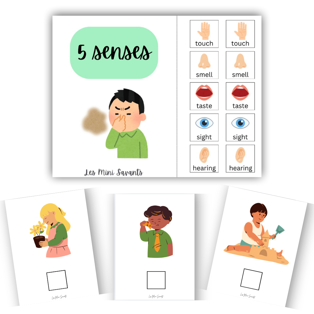 interactif - 5 sens